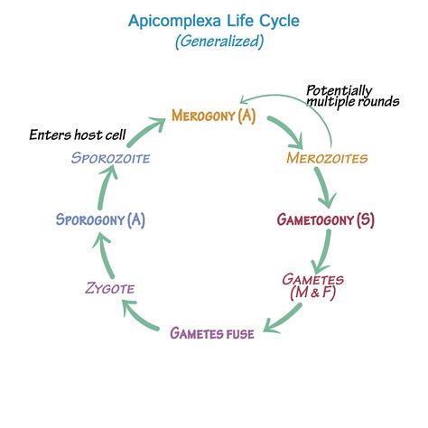 Immunologymicrobiology Glossary Protozoa Apicomplexa Life Cycle