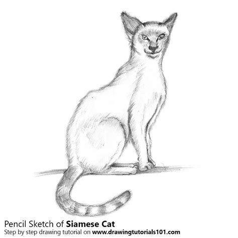 Easy Contour Line Drawing Of A Siamese Cat Hyperrety