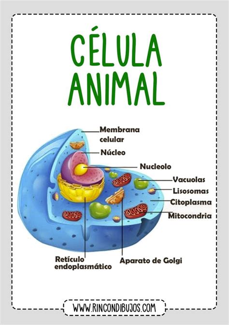Imagenes De Celula Animal Y Sus Partes Imagenes Images