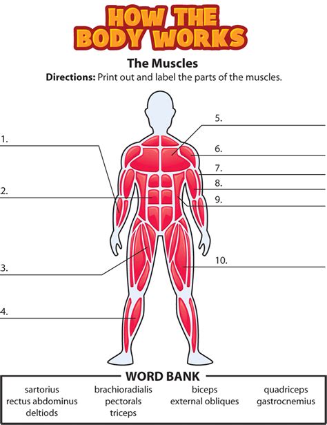 Label Muscular System Worksheet Labels My Xxx Hot Girl