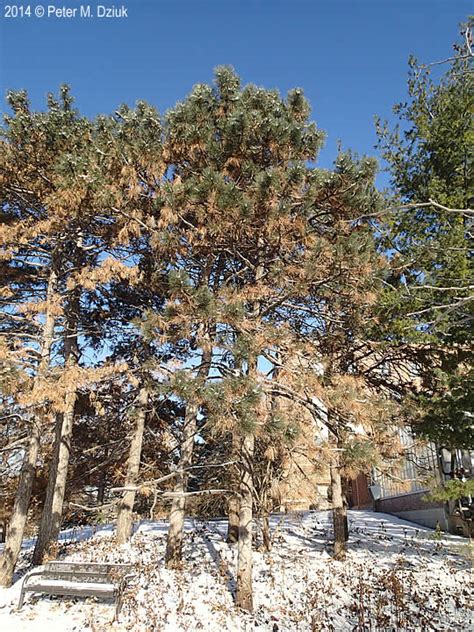 Pinus Ponderosa Ponderosa Pine Minnesota Wildflowers