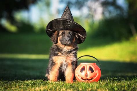 8 Tips For Every Pet Guardian To Keep In Mind This Halloween One