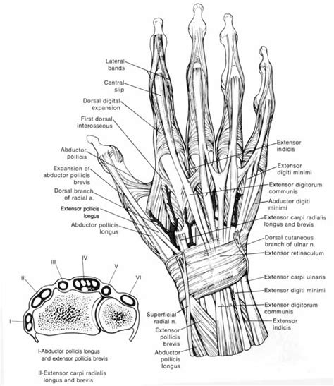 David Nelson Hand Surgery Greenbrae Marin Hand Specialist Surgery Of The Hand Orthopedics San