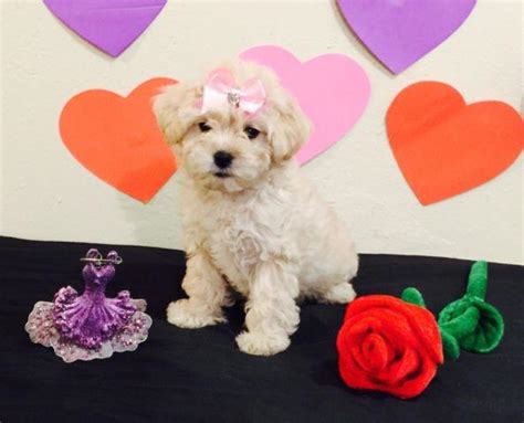 All males, 9 weeks of age, vaccined and dewormed. Maltipoo puppies for Valentine's Day for Sale in Albany ...