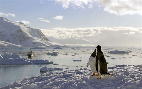Reisebericht Antarktis Das Alpine Reich Der Pinguine Diamir