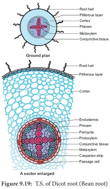 Difference Between Monocot Root And Dicot Root