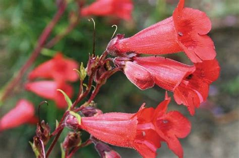 Zone 6 flowers for hummingbirds. Top 10 Red Flowers to Attract Hummingbirds - Birds and ...
