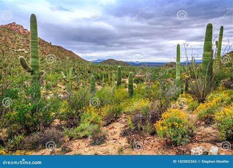 Saguaro Cactus Fields Saguaro National Park Arizona Stock Image
