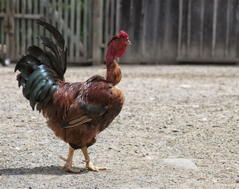 Turken Naked Neck Chicken Breed Info Where To Buy Chicken And Chicks Info