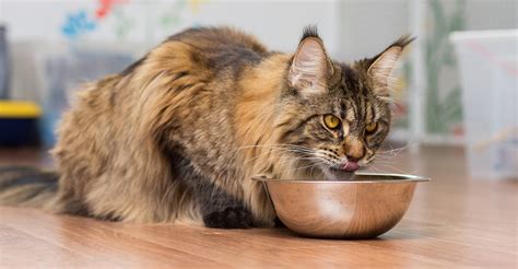 If your pet does not finish the entire portion of canned food, it is best to pick up any uneaten food within 30 minutes, and even more quickly on warmer days. Best Cat Food For Maine Coon Cats - From Kittens To Adults