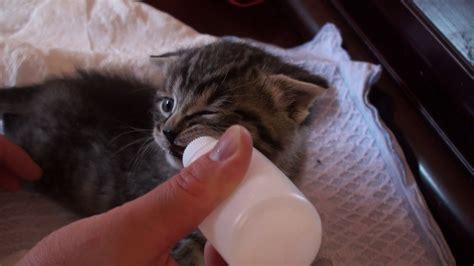Bottle Feeding The Feral Kitten Youtube