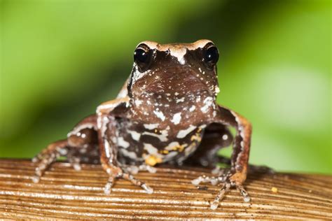 Story Of The Discovery Of New Frog Species In The Western Ghats Of