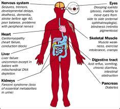 The human body is the structure of a human being. Wealth to Health: Different Parts of Our Body - Age At Different Times: