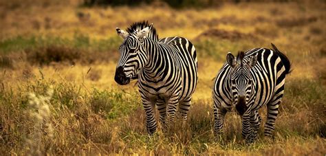 Plains zebras are threatened by habitat loss due to human development and farming. Facts About Plains Zebra | 5 Interesting facts about Plains Zebras