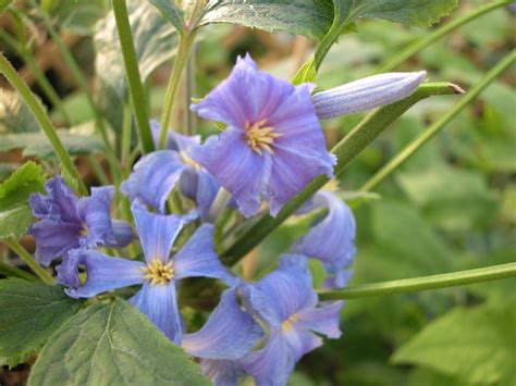 Its mid green leaves are deeply lobed, producing three leaflets. Herbaceous clematis ... www.clematis.be...