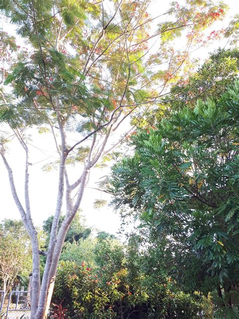 Berbuah lebat dan alhamdulillah takde penyakit walaupun mama tak jaga dia bebetul pun. Pokok Semarak Api