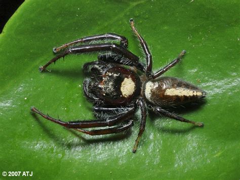 Set out water for your spider. Garden jumping spider - Andrew Trevor-Jones - Nature ...