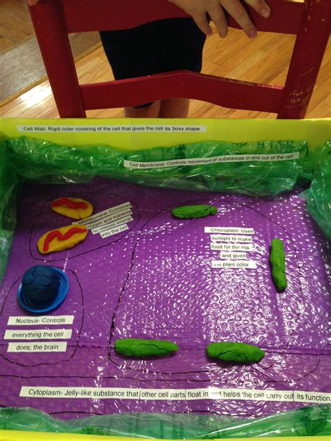 Start studying cell parts and functions 5th grade science. 5th Grade 3D Plant Cell Project | Cells project, Plant ...