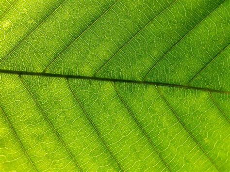 Green Leaf Free Stock Photo Public Domain Pictures