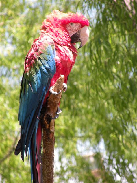 Parrot At The Birmingham Zoo Birmingham Zoo Zoo Animals