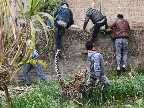 Leopard Attack In Jalandhar City India Caught On Video Au