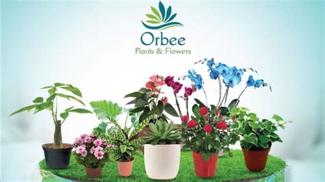 Shop For Indoor And Outdoor Plants From These Stores In Qatar And Create A