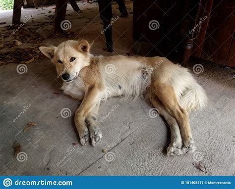 Thai Dogs Are Lying On The Floor Stock Image Image Of Mammal