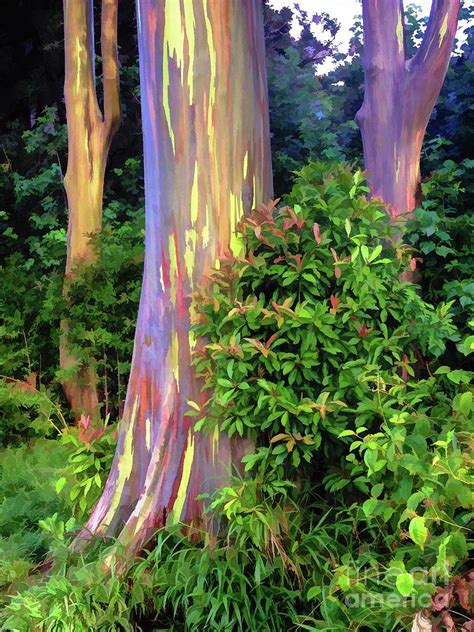 Rainbow Eucalyptus Trees On Maui Photograph By Bob Lentz