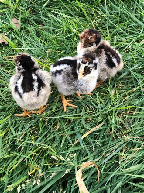 Female double laced barnevelder chicken , popular dutch hybrid breed of chickens that produce brown eggs. Double Silver Laced Barnevelder Chick - Alchemist Farm