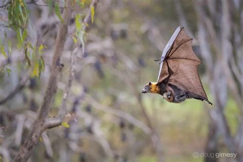 Renowned Photographer Aids Australias Flying Foxes Merlin Tuttles