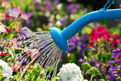 Watering Flowers Royalty Free Image Jardinier Paresseux