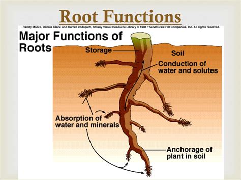 Parts Of Roots And Their Functions