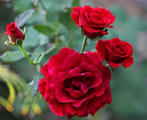 Red Roses Plants Okejely Garden Plant