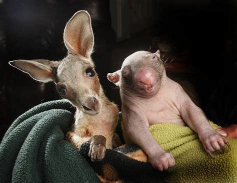 Baby Kangaroo And Baby Wombat Are Best Friends