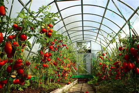 Summer Greenhouse Everything You Need To Know