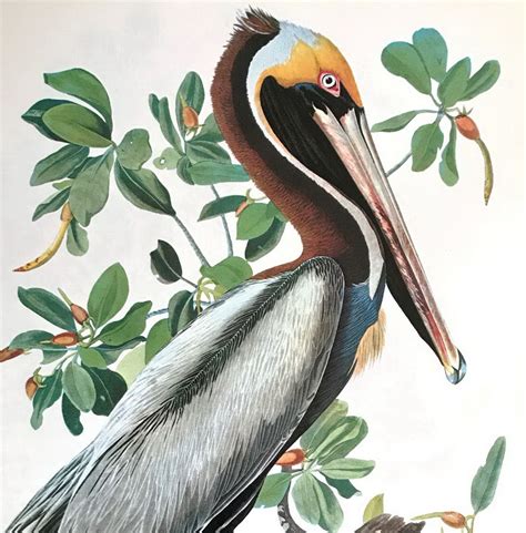 Vintage Audubon Brown Pelican Bird Print Poster Natural History Wall