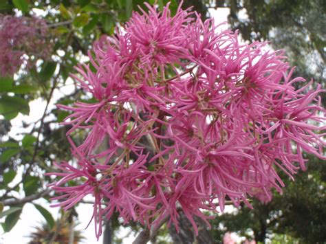 Botany Species Identification Tree From Ecuador