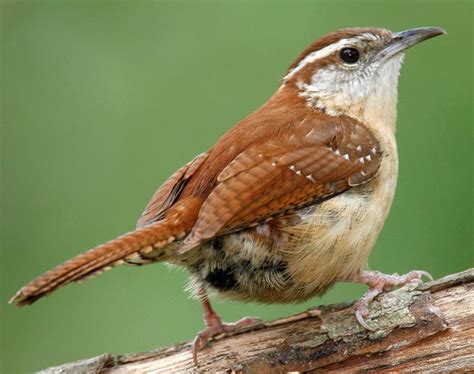 Predicting how long your succulents will live is difficult. Carolina Wren Facts, Habitat, Diet, Life Cycle, Baby, Pictures