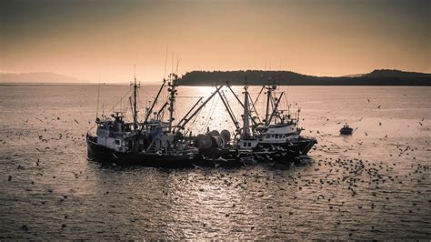 Commercial Herring Fishery Opens Amid Calls For Moratorium My Comox