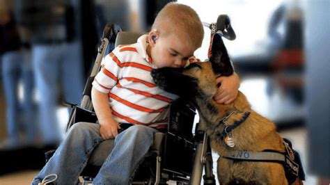 What Animals Can Be Service Animals How Being Kind To Animals Can