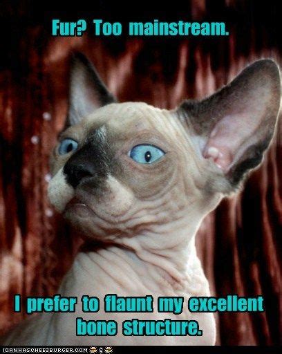 Find The Fresh Hairless Cat Funny Memes Hilarious Pets
