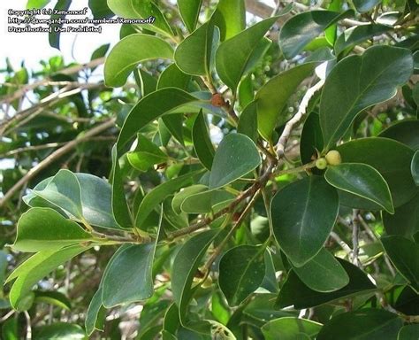 Be careful, because this tree can reach up to 60 feet tall and has invasive roots. PlantFiles Pictures: Cuban Laurel, Indian Laurel Fig ...