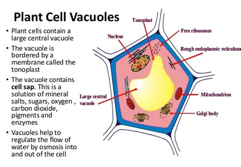 Maybe you would like to learn more about one of these? Animal Cells Have Vacuoles Or Not : Do animal cells have ...