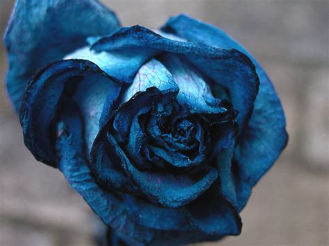 Blue Rose By Agoni On Deviantart