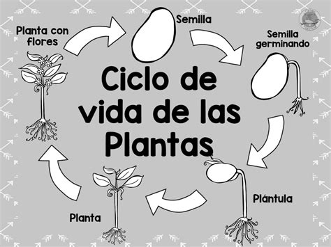 Ciclo Vida De Las Plantas 10 Imagenes Educativas