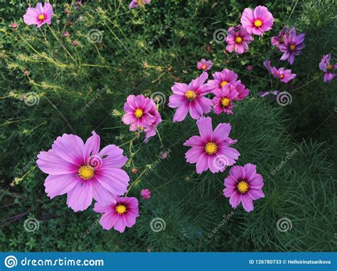 Pink Cosmos Flowers Stock Image Image Of Background 126780733