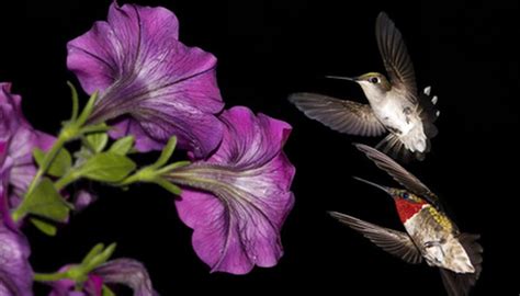 Annual flowers such as marigolds and zinnias offer an easy way to create an inexpensive, quick garden. Annual Flowers for Hummingbirds | Garden Guides
