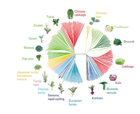 Brasexplor Genetic Diversity In Meditteranean Brassic Vegetables For