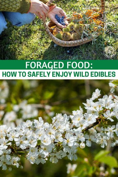 Foraged Food How To Safely Enjoy Wild Edibles Survival Food