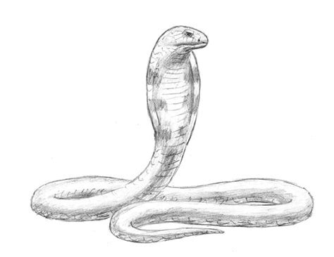 Snake King Cobra Animal Drawings Animals Snake